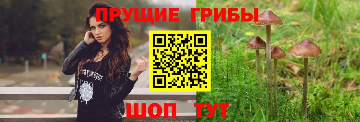 Галлюциногенные грибы Psilocybe Коломна